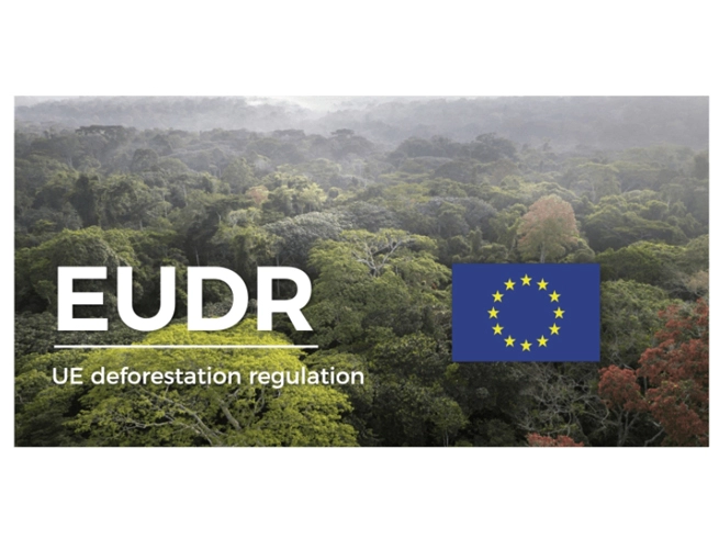 EU deforestation law: Parliament wants to give companies one more year to comply